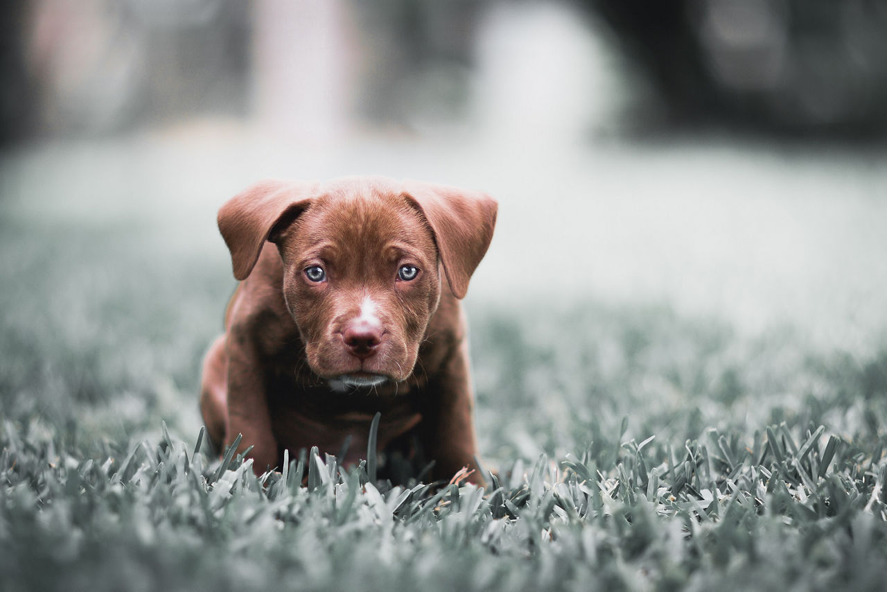 Potty training a outlet pitbull puppy